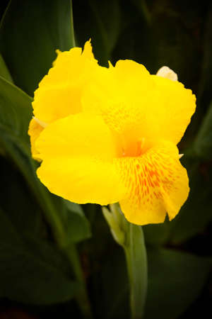 Yellow canna flower plantsの写真素材