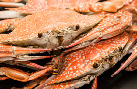Steamed crabの写真素材