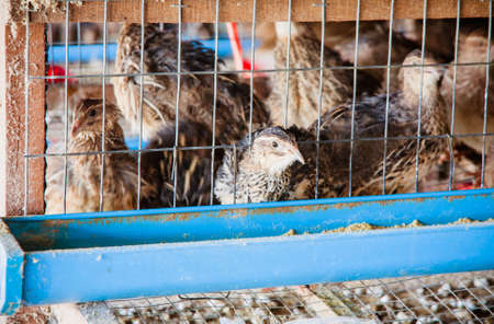 Quail on the local farm
