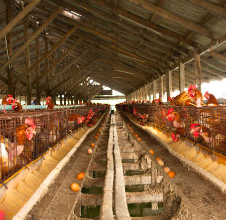 Eggs chicken farm