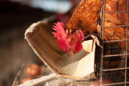 Eggs chicken farmの写真素材
