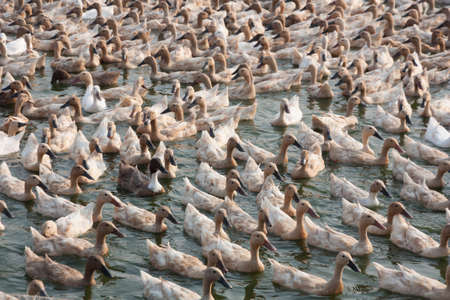 Duck farmの写真素材