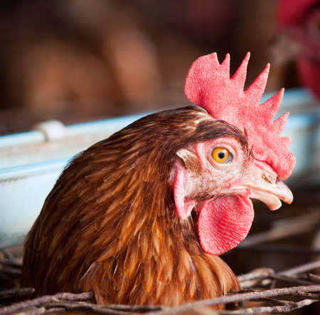 Eggs chicken farm