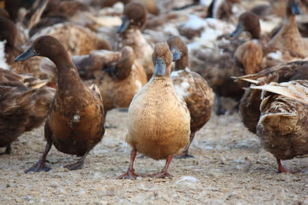 Brown duck