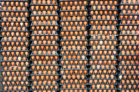 Fresh eggs from farm