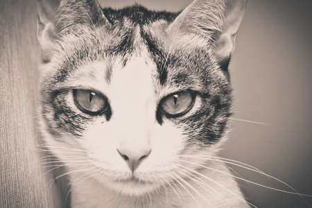 Black and white of cat faceの写真素材