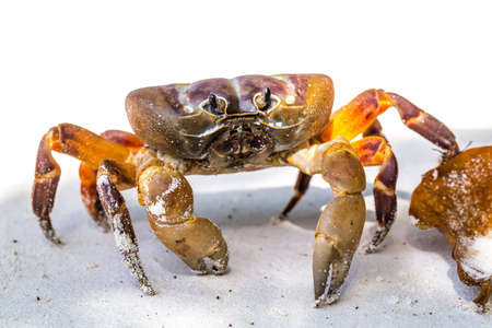 Hairy leg mountain crab, Tachai island, Phang Nga Province, Thailandの写真素材