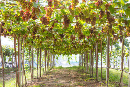 Grapes farmの写真素材