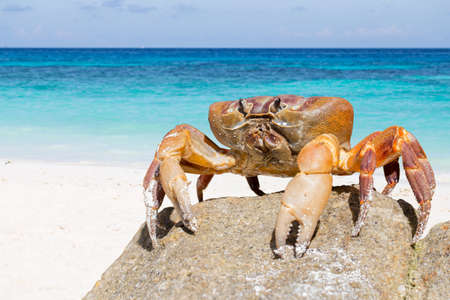 Hairy leg mountain crab, Tachai island, Phang Nga Province, Thailandの写真素材