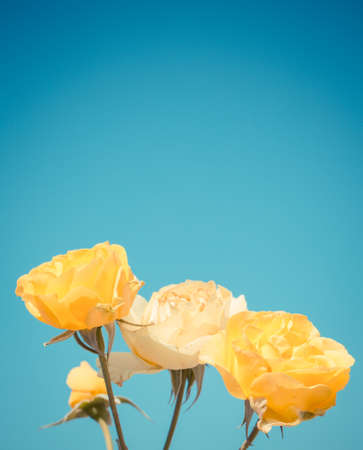 Yellow rose on blue sky. Vintage styleの写真素材