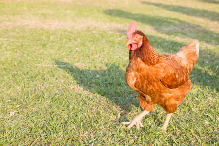 Chicken walking on the grassの写真素材