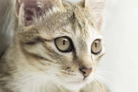 Bengal catの写真素材