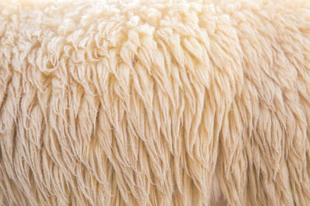 wool sheepの写真素材