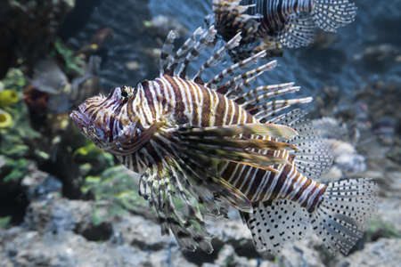 Devil lionfishの写真素材