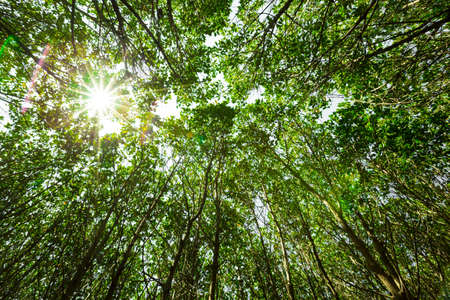 Sun rays shining through trees, Nature backgroundの写真素材