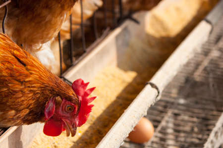 Chickens in the local farm