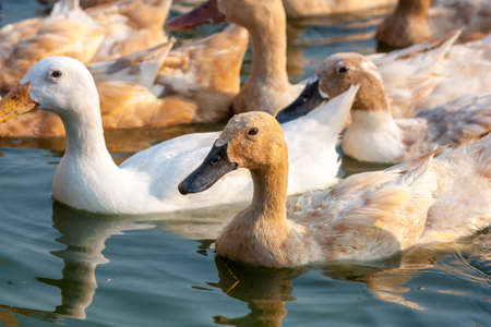 Brown ducks and white duck in farmの写真素材
