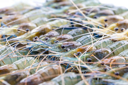 Fresh shrimp