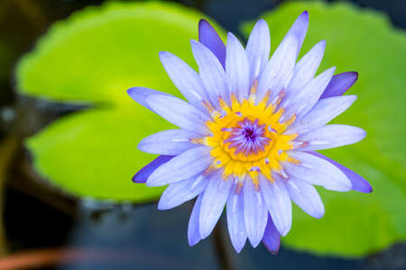 Lotus flower blooming on pondの写真素材