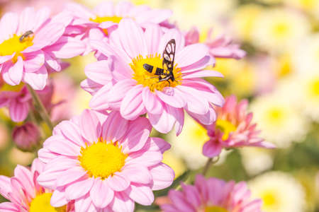 Purple chrysanthemums