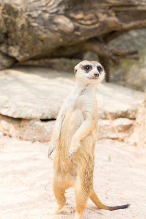 Meerkat standing on the sandの写真素材