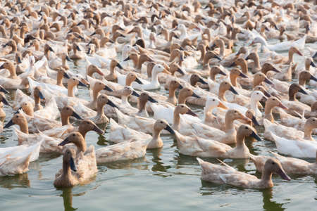 Brown ducks in farmの写真素材