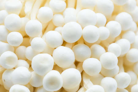 Enoki Mushroom