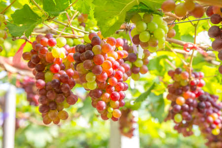 Red Grapes in the vineyardの写真素材