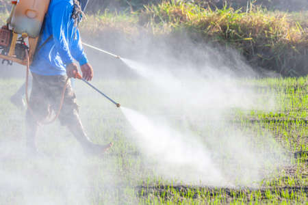 farmer spraying pesticide in the rice fieldの写真素材