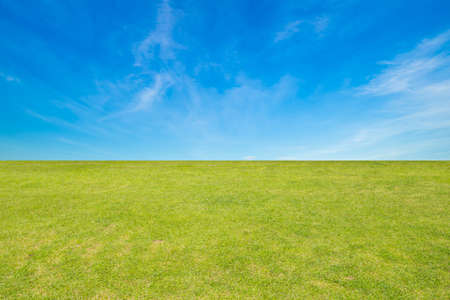 Field of green grass and blue skyの写真素材