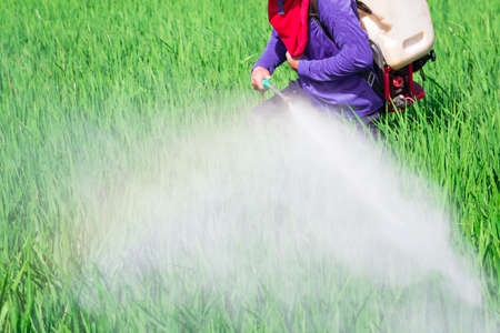 Farmer spraying pesticide in the rice field, Thailand