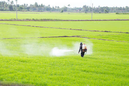 farmer spraying pesticide in the rice fieldの写真素材