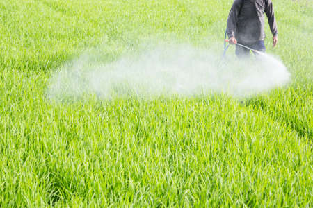 farmer spraying pesticide in the rice fieldの写真素材