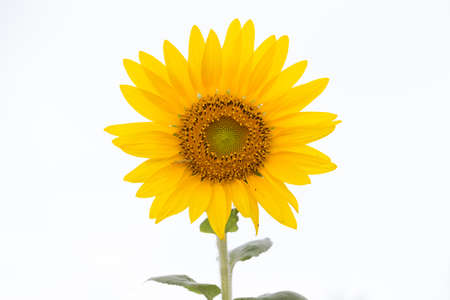 sunflower on white backgroundの写真素材
