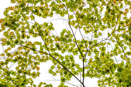Maple leaves