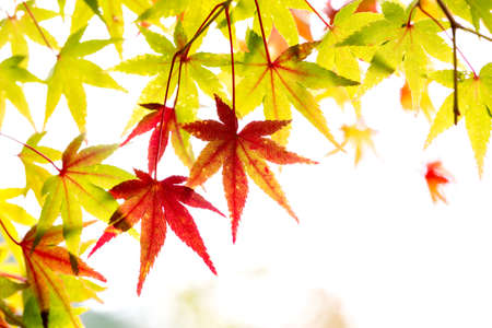Maple leavesの写真素材