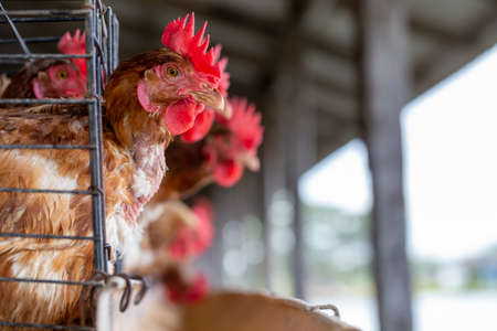 Chicken in the factory, Hens in cages industrial farm in Thailand, Animal and agribusiness, Food...