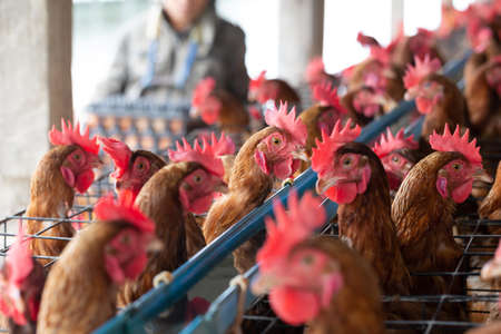 Chicken in the factory, Hens in cages industrial farm in Thailand, Animal and agribusiness, Food...