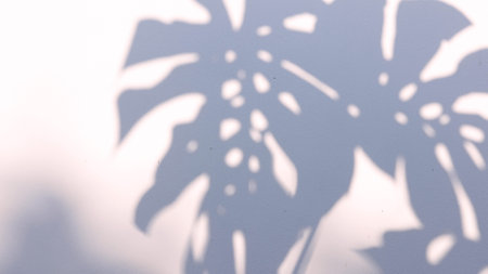 Shadow of leaves monstera with sunlight natural, Summer backdrop concept