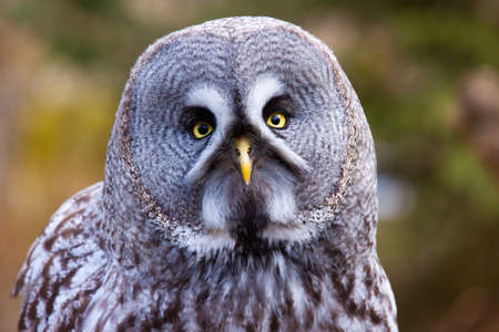 Great Grey Owl