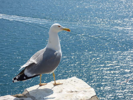 Seagull standing on a rock wall overlooking the Mediterranean Sea at the Gulf of LaSpezia Italyの写真素材
