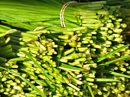 Noodle beans at the Farmers Market on Cherry Street in Tulsa Oklahoma. Morning in summer.の写真素材