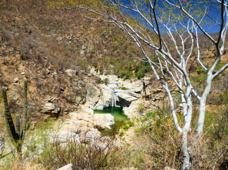 Far view of the waterfall near Santiago, Mexico framed by a white tree.