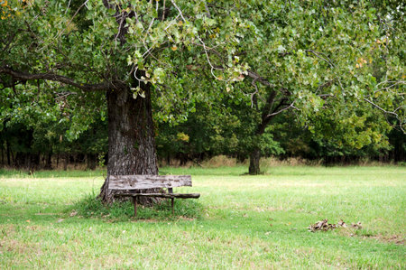 Old wooden bench in the green meadow, vintage style photo. Copy space. Oxley Nature Center Tulsa, Oklahoma.の写真素材