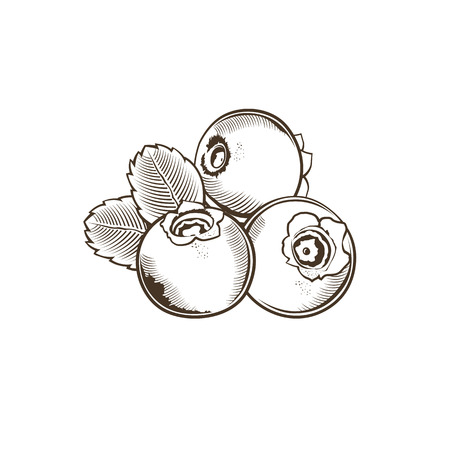 Bilberry in vintage style. Line art vector illustration.のイラスト素材