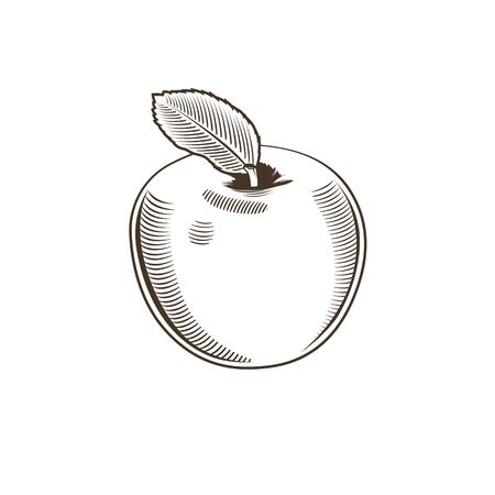 Apple in vintage style. Line art vector illustration.のイラスト素材