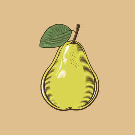 Pear in vintage style. Colored vector illustration.のイラスト素材