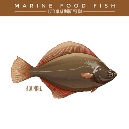 Flounder illustration. Marine food fish, editable gradient vectorのイラスト素材