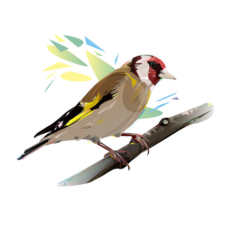 Goldfinch on a branch, isolated vector illustrationの写真素材