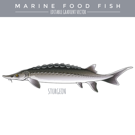 Sturgeon illustration. Marine food fish, editable gradient vectorのイラスト素材